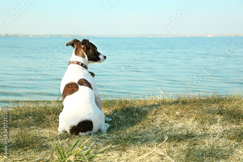 Fototapeta Naklejka Na Ścianę i Meble -  Funny Jack Russell terrier near river on sunny day