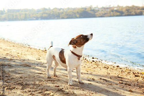 Funny Jack Russell terrier near river