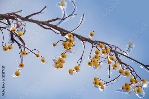 Bunch of rowan berries with ice crystals © slay19