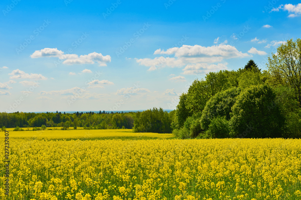 Rape field in spring countryside