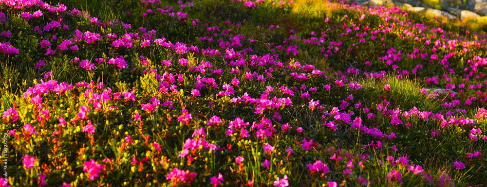 Fototapeta premium Rhododendron