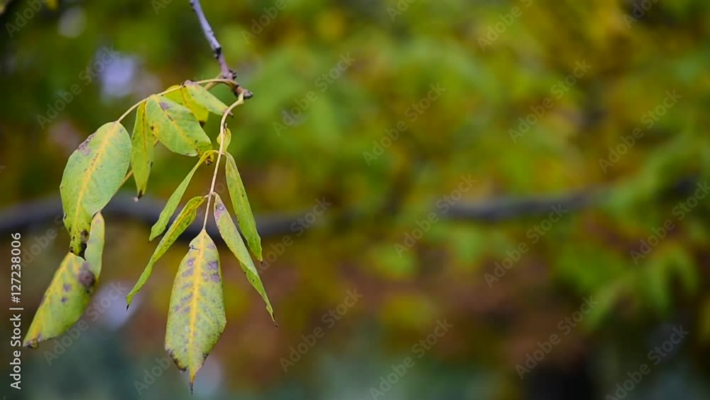 Beautiful autumn day in a park with falling leaves Beautiful autumn day in a park with falling leaves