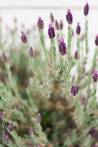 Detail of a flowering blooming lavender plant with purple flowers growing against a white shingle wall