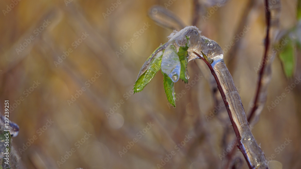 plant under the ice, berries under snow, winter landscape plant under the ice, berries under snow, winter landscape