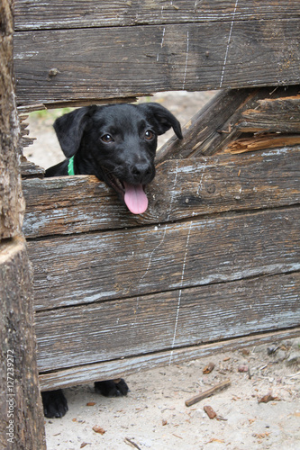 Dog through fence