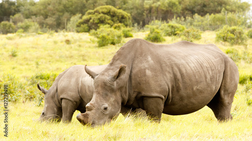 Mom and Baby Rhino grazing in the field