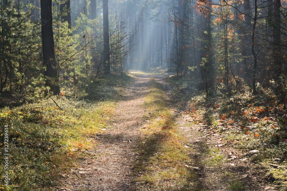 Obraz premium Mgła w lesie.