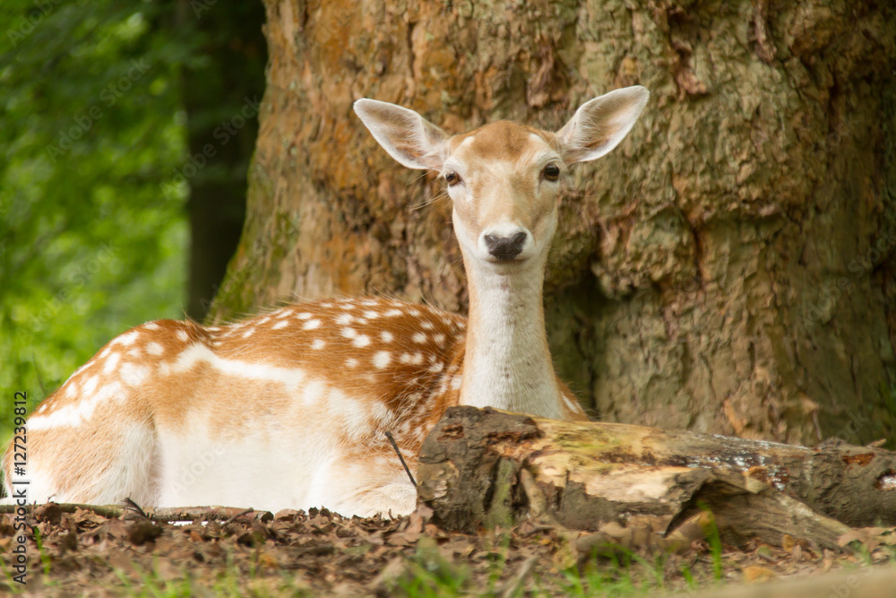 Deer Relaxes Deer Relaxes