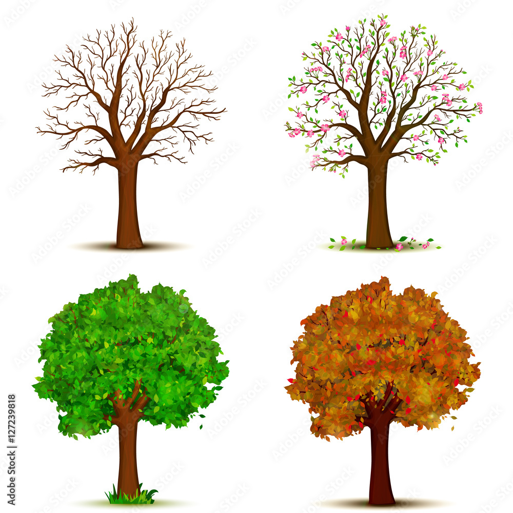 Fototapeta premium Four seasons trees vector