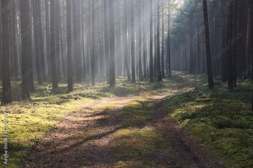 Obraz premium Mgła w lesie.
