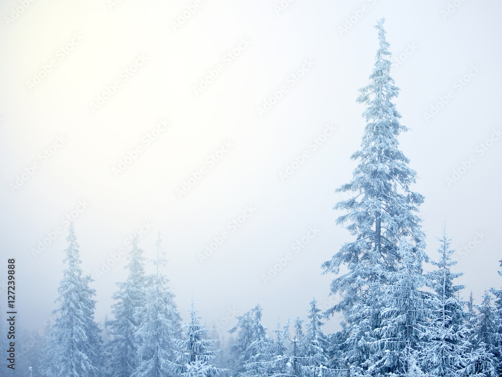 Abstract background of winter fir trees
