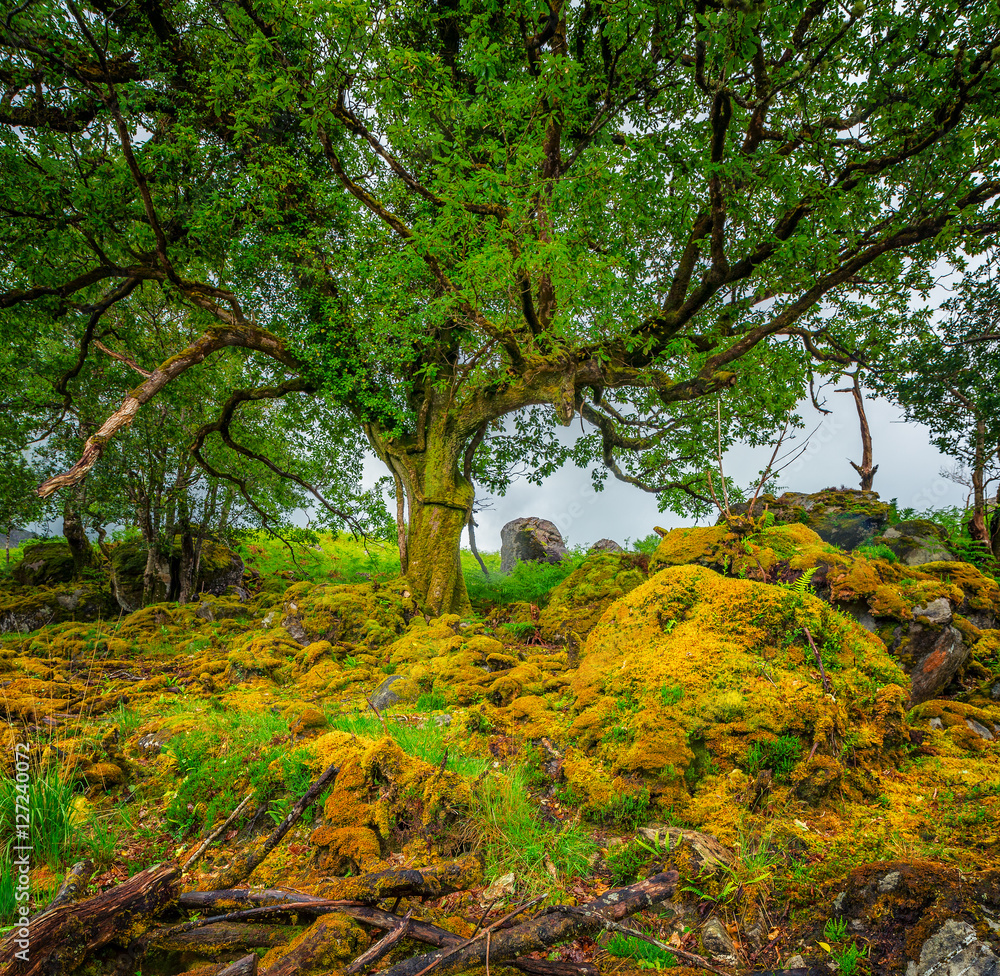 Killarney National Park Oak