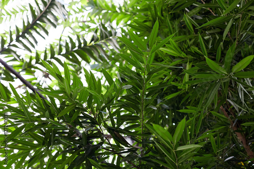 Tropical leaves in botanical garden  beautiful green background