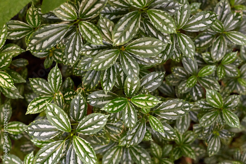 Tropical leaves in botanical garden  beautiful green background