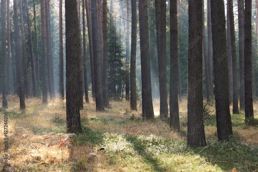 Fototapeta premium Mgła w lesie.
