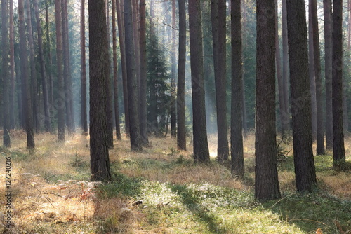 Fototapeta Naklejka Na Ścianę i Meble -  Mgła w lesie.