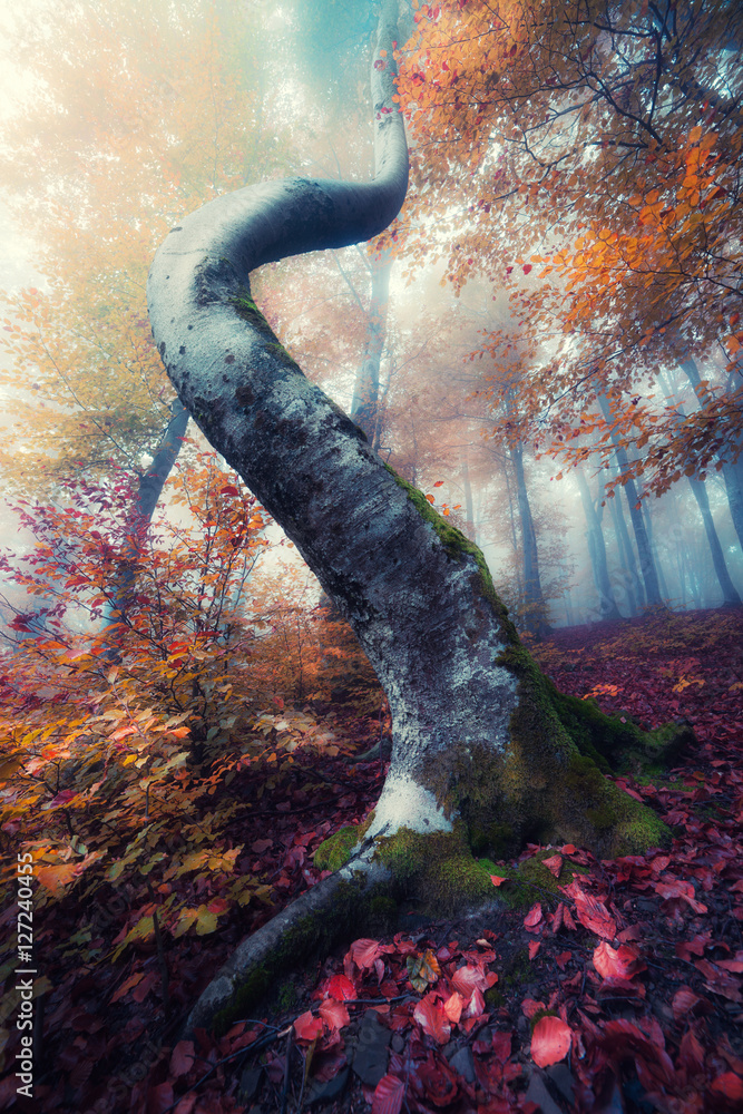 Obraz premium Misty and rainy morning in autumn forest