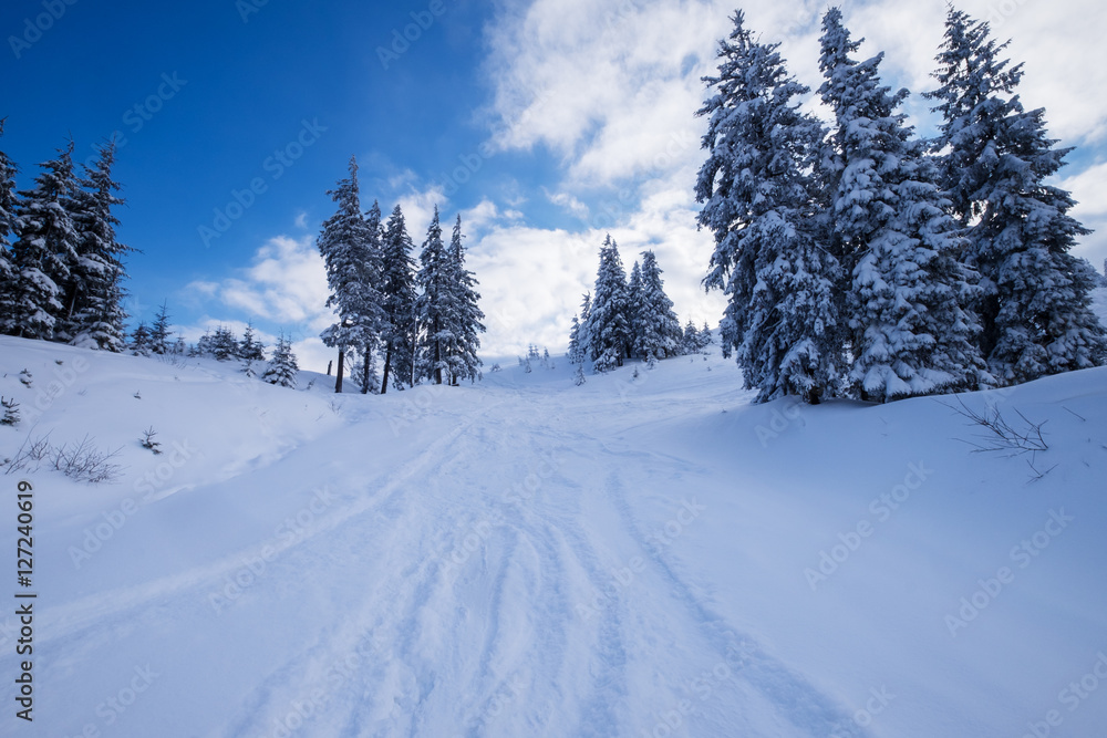 Forest covered with snow Forest covered with snow