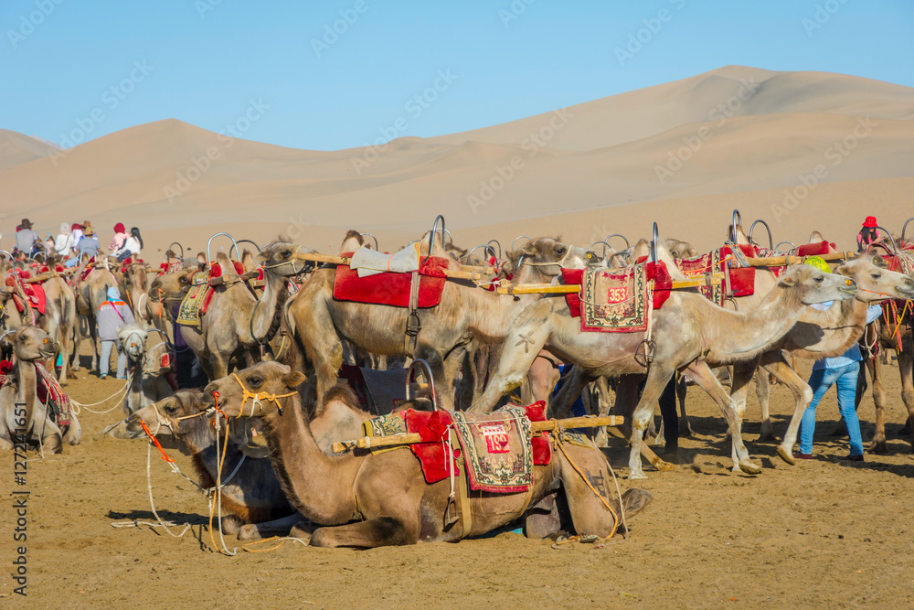Fototapeta premium Camels for ride, Gobi desert, China