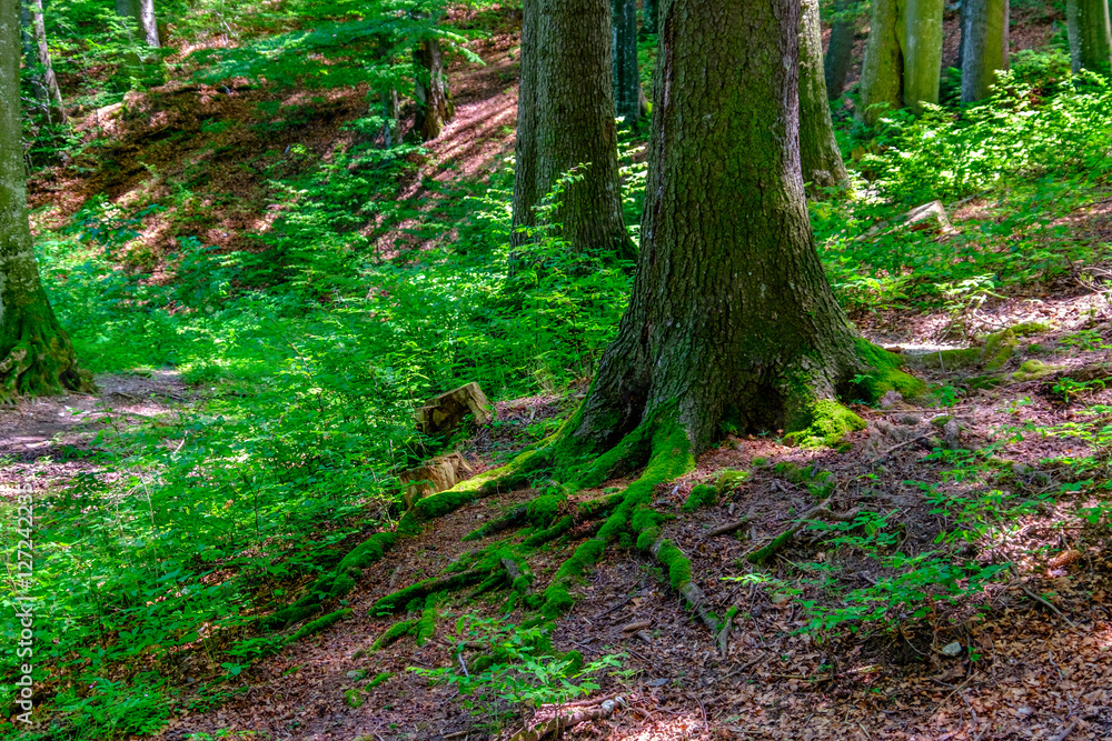 Temperate rainforest Temperate rainforest