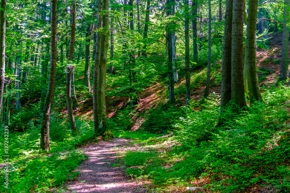 Temperate rainforest Temperate rainforest