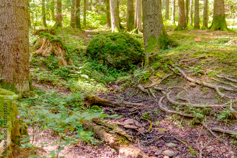Temperate rainforest Temperate rainforest