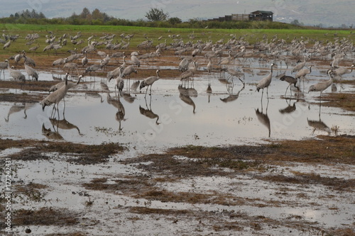 Cranes on migration
