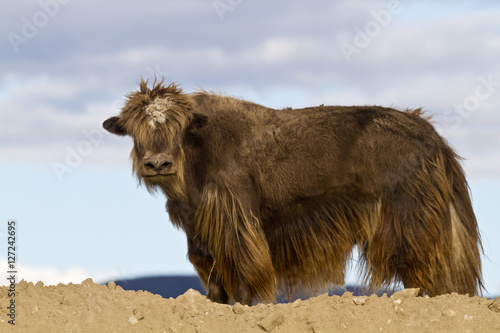 Yak in Mongolia