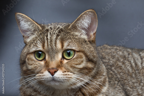 Fototapeta Naklejka Na Ścianę i Meble -  Portrait of british cat