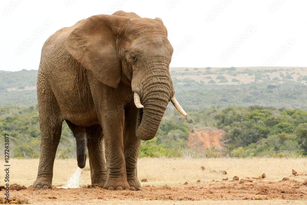 Bush Elephant with his head down - please need some privacy