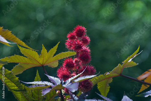 Canvas-taulu Red castor oil plant, beautiful ornamental plant