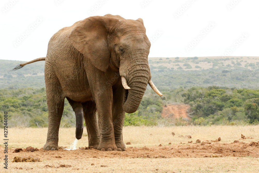 Bush Elephant with his head down and tail in the air