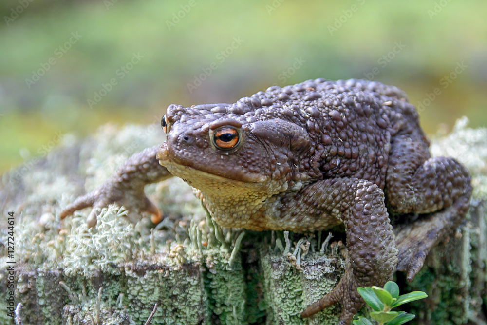 Zoology. Wildlife. A large earthen toad sitting on a stump. Common toad. Brown toad. Lives in the forest of the middle band. Zoology. Wildlife. A large earthen toad sitting on a stump. Common toad. Brown toad. Lives in the forest of the middle band.