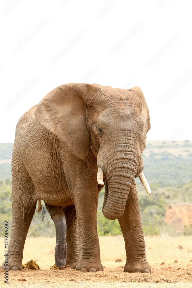 Fototapeta premium Bush Elephant - Nie patrz na mnie