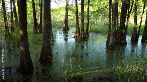 Bald Cypress Trees in bayou at Cypress Island Preserve in Louisiana, pan