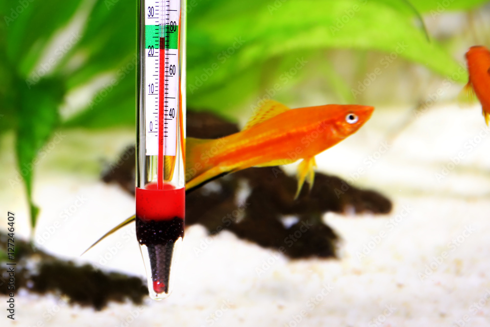 Fototapeta premium Aquarium thermometer temperature in tropical fish aquarium