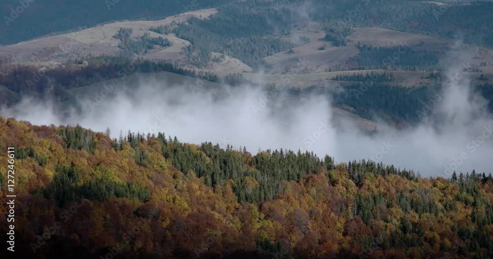Autumn Morning Foggy Mist Rising Over Pine and Beech Covered Carpathian Mountain Ridge ot Sunrise Autumn Morning Foggy Mist Rising Over Pine and Beech Covered Carpathian Mountain Ridge ot Sunrise