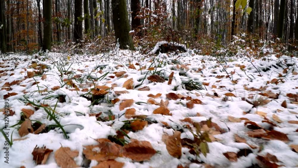 wienerwald im herbst mit schnee wienerwald im herbst mit schnee