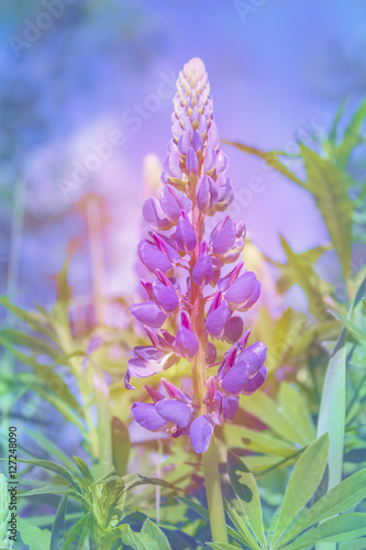 Summer Lupin Flower on the garden  bright sunshine