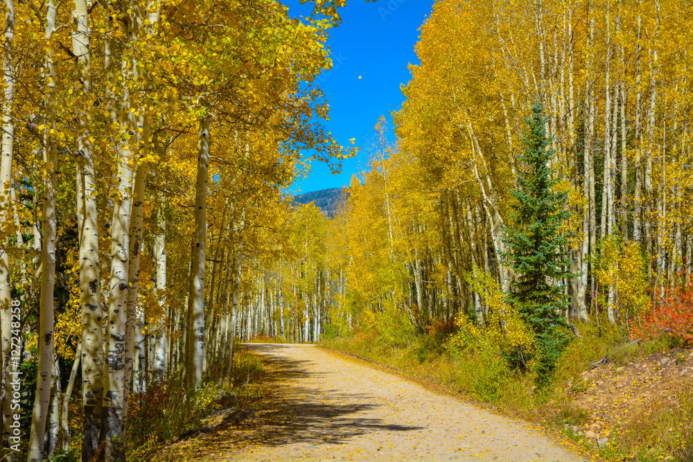 Fototapeta premium Colorado Road in Fall