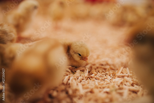 Little yellow chicks in chicken farm. Selective focus. Short depth of field. Low light.