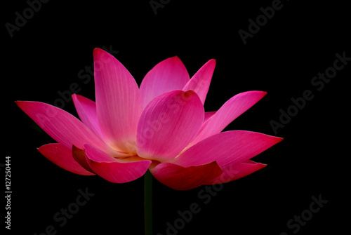 Beautiful Lotus isolate on black background