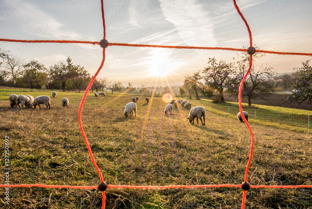 Fototapeta premium Schafe auf der Weide