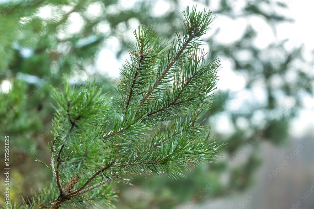 Pine tree branch in close up