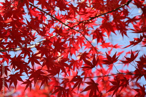 もみじの紅葉 ( Autumn leaves of a maple )