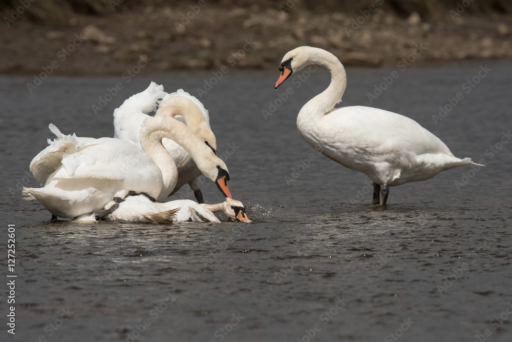 Fototapeta premium Mute Swan, Swans - fight.