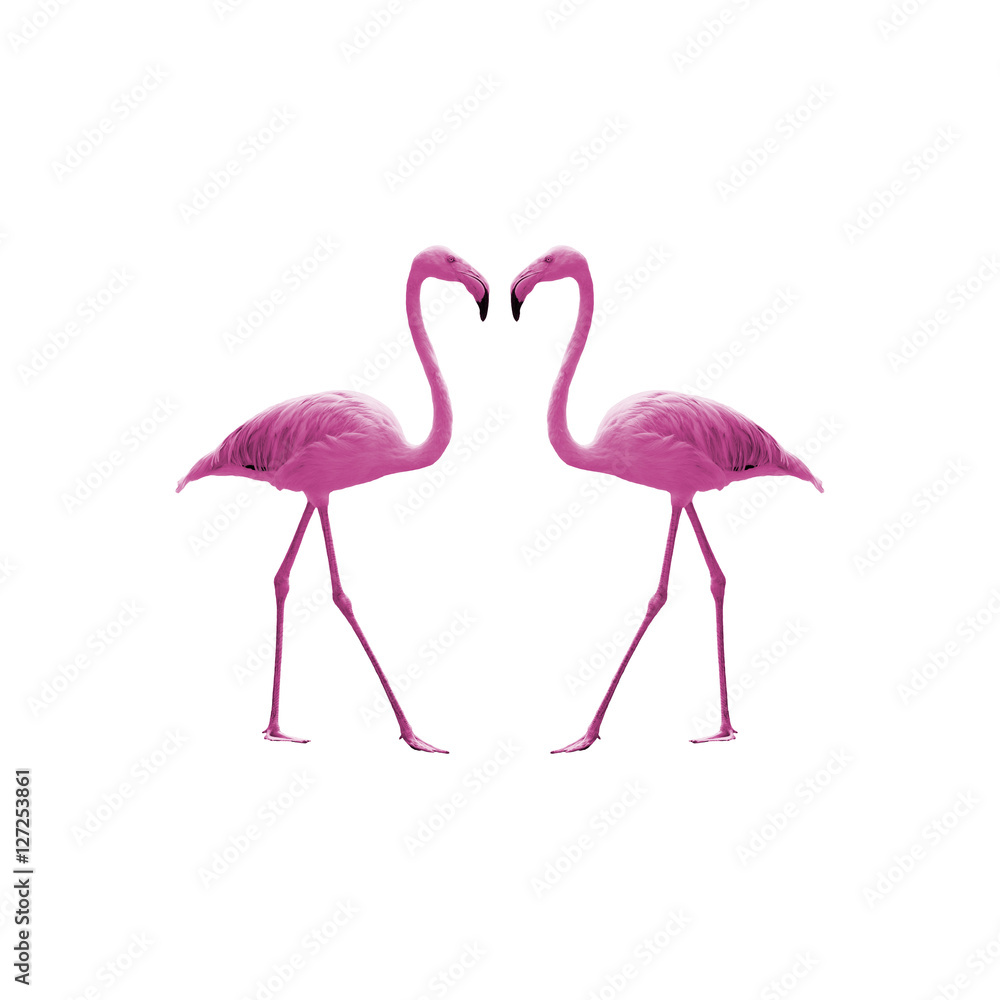 Obraz premium Bird flamingo isolated on white background ,Beautiful bird flamingo , flamingo in lovely moment