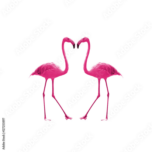 Bird flamingo isolated on white background ,Beautiful bird flamingo , flamingo in lovely moment
