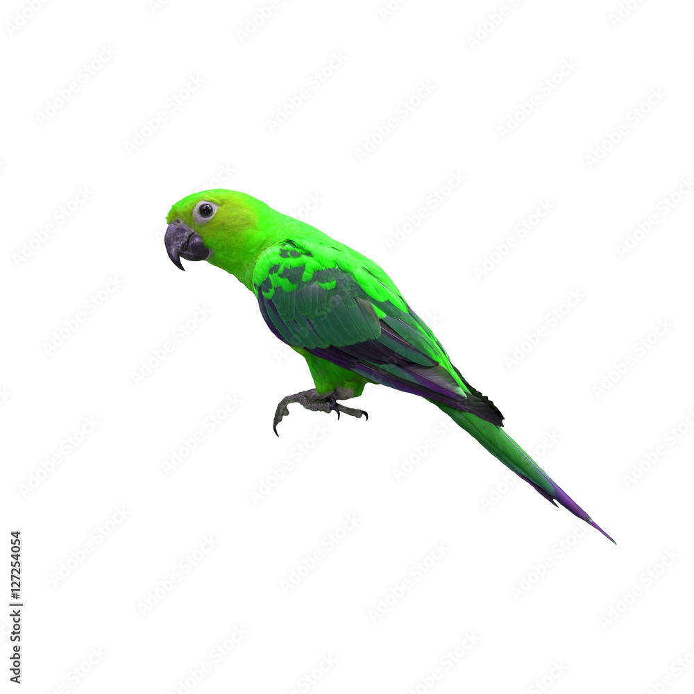 Colorful of Parrot, sun Conure , yellow parrot , small parrot isolated on white background Colorful of Parrot, sun Conure , yellow parrot , small parrot isolated on white background