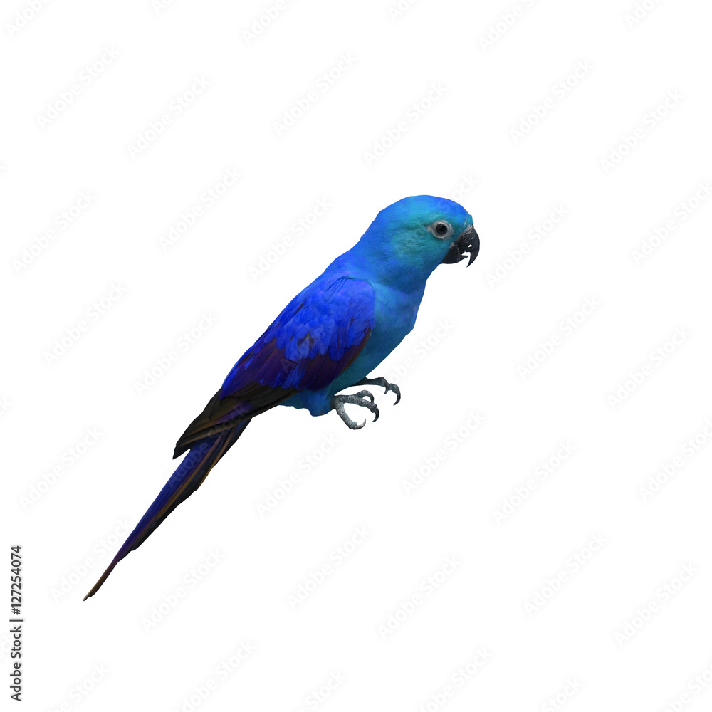 Fototapeta premium Colorful of Parrot, sun Conure , yellow parrot , small parrot isolated on white background